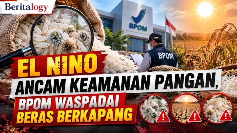 El Nino Ancam Keamanan Pangan, BPOM Waspadai Beras Berkapang